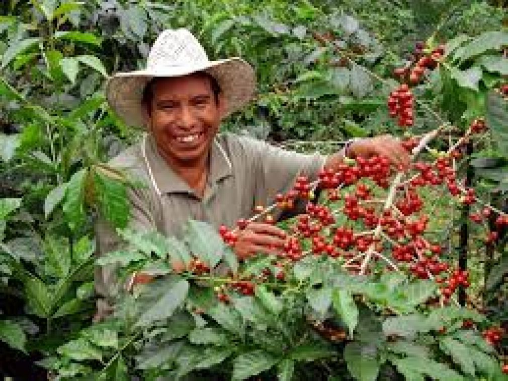 E26e070f0b61121e8e747746e6882f29 L Coffee from Guatemala